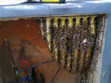 bees in electrical box electric company|moving bees out of meter box.